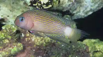 Sabah Dottyback